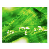 Macro Grass III Print by Chelsea Art Studio