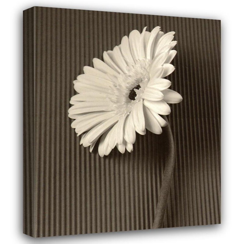 Gerbera Daisy II fraîchement coupée, H 24 po x l 19 po