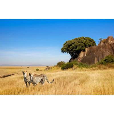 A Group Of Cheetahs by Delbars - Wrapped Canvas Print