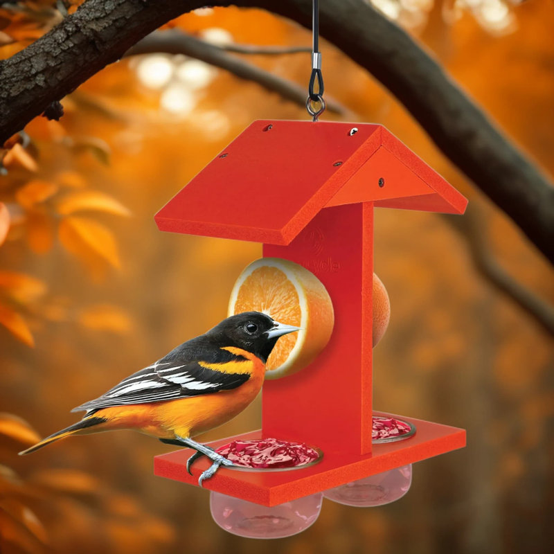 Mangeoire pour oiseaux Oriole