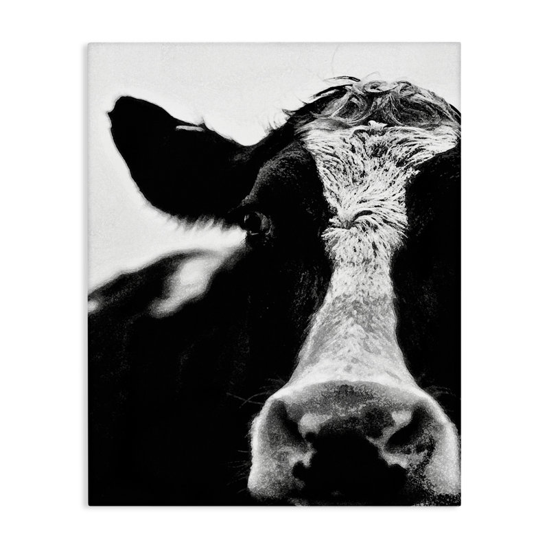 «Cow Close Up», reproduction de photo, H 15 po x l 10 po