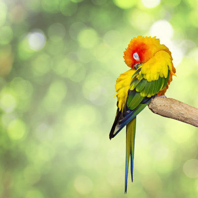 " Conure Sleeping " by Somkku