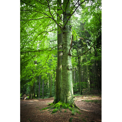 Old Beech Tree by Tomml