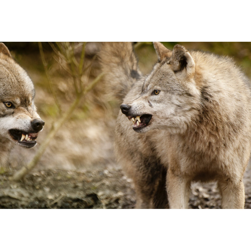 Two Fighting Brown Eurasian Wolves Outdoors - Wrapped Canvas Print, 30cm H x 46cm W 
