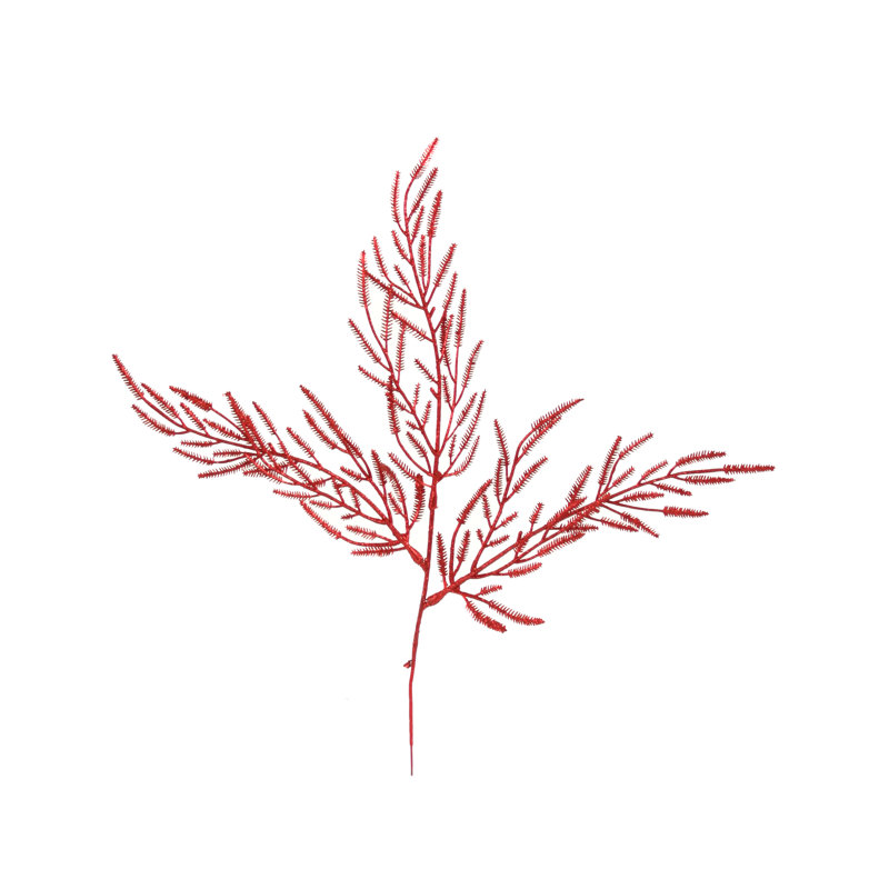 Jet de cyprès, Rouge