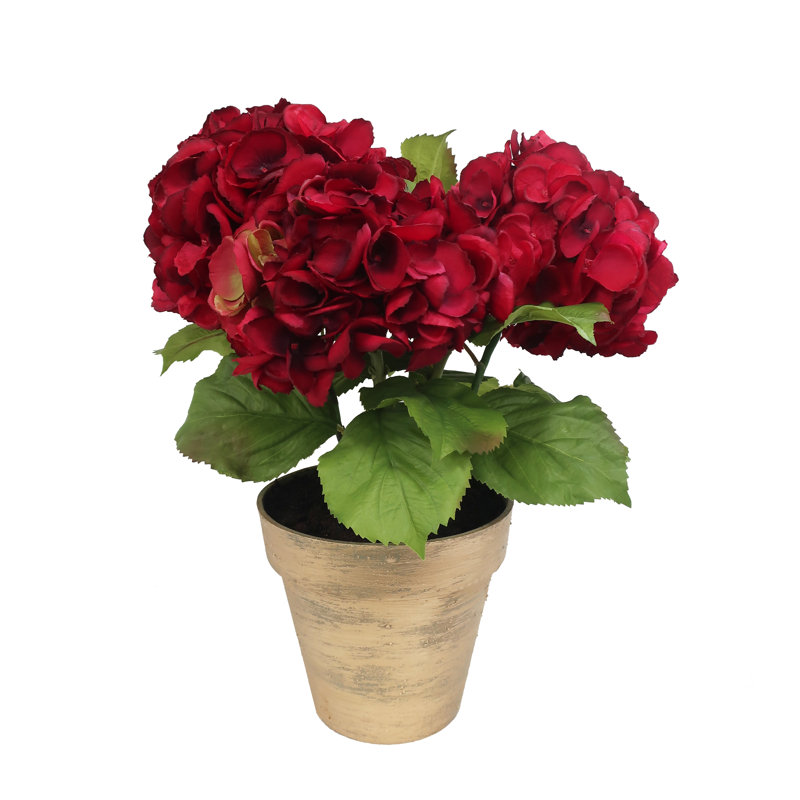 SMALL HYDRANGEA IN POT