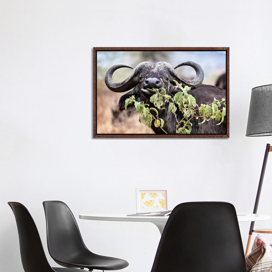 Closeup Cape Buffalo Eating Flower von Susan Richey - Gallery-Wrapped Canvas Giclée