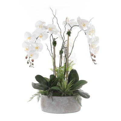 Arrangement floral orchidée véritable en pot