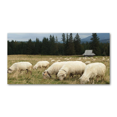 Sheep Grazing - Wrapped Canvas Print