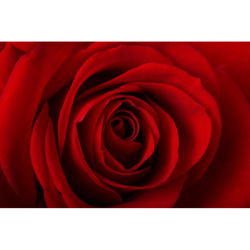 Bobetta " Red Rose " by Klikk, 12" W x 8" H