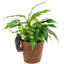 Didama UV Resistant Stone Garden Statue