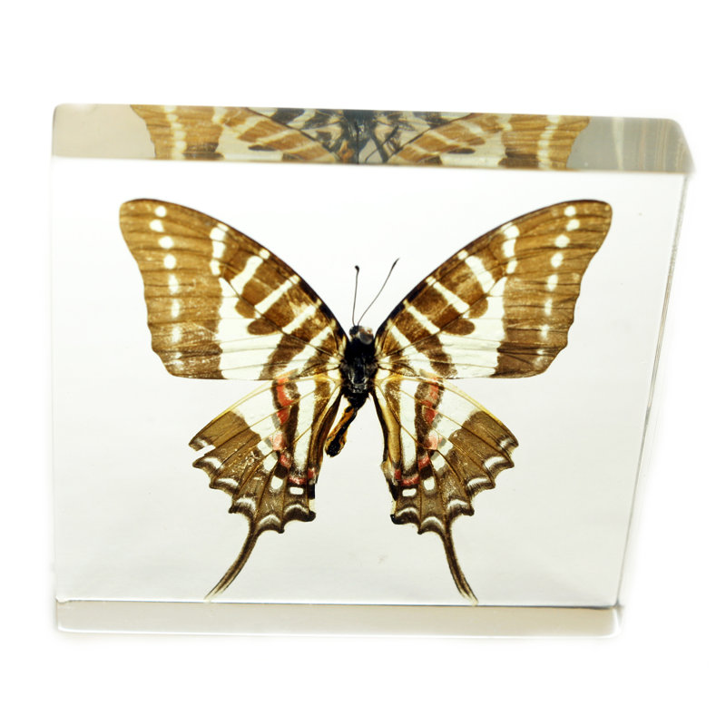 Presse-papier papillon Rauscher