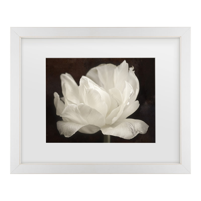 Cora Niele «White Tulip III», art encadré mat, H 18 po x l 22 po x P 0,75 po