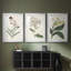 Antique Botanical Collection VII - reproduction sur mesure encadrée de qualité supérieure - 3 pièces-1991691635-1991691633