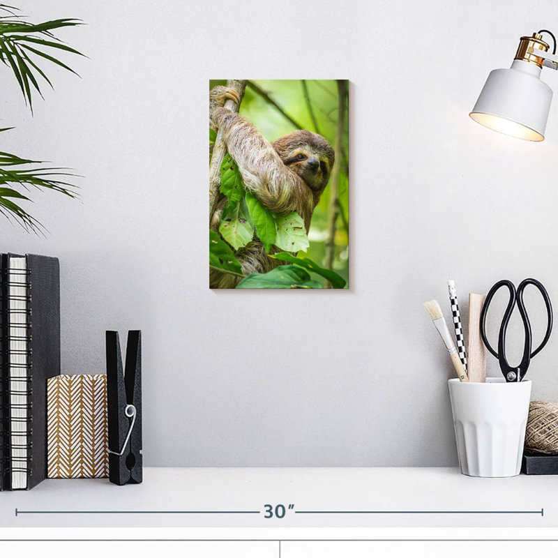 Brampt Baby Three-Toed Sloth, 12" H x 8" W