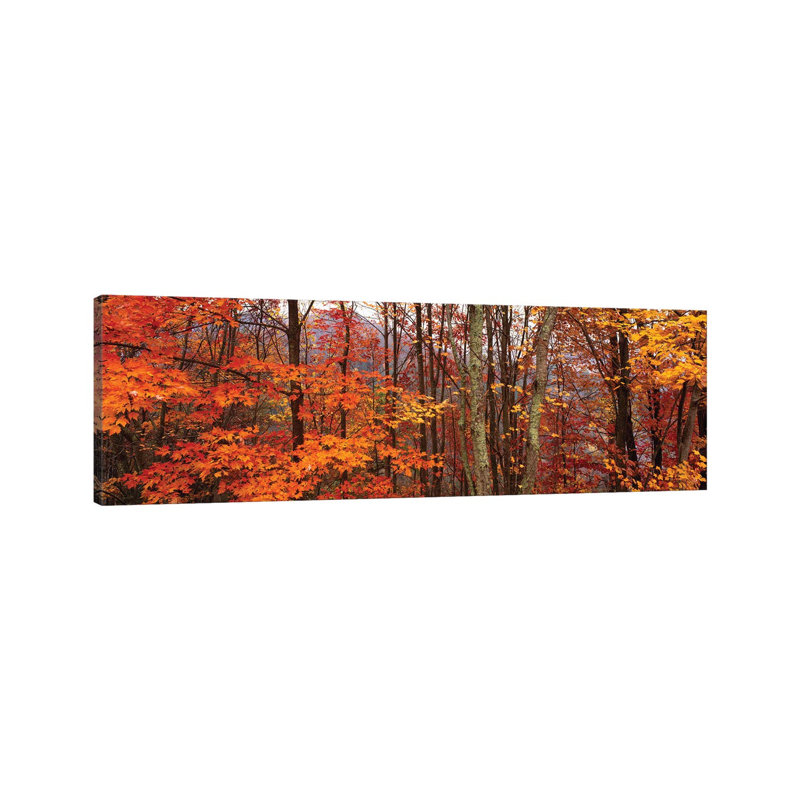 Autumn Trees In Great Smoky Mountains National Park, North Carolina, USA - Wrapped Canvas Panoramic Print