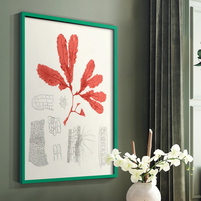 «Vintage Coral Study II», reproduction encadrée - bois massif, H 10 po x l 8 po, Vert