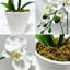 Vase Filler