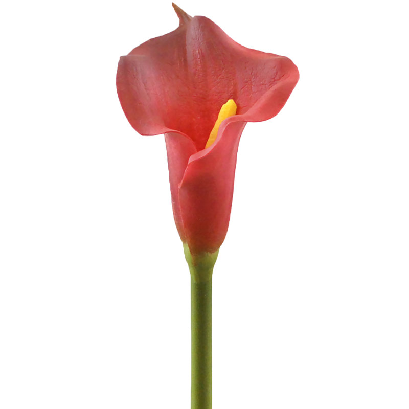 Tige de lilies fleur