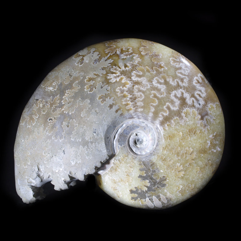 Ammonite fossile poli Carleton Smith
