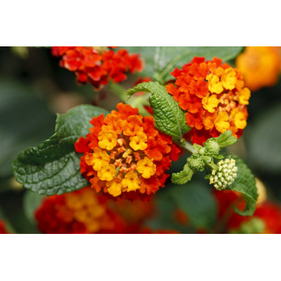 Drapeau espagnol (Lantana Camara) par Ayimage