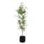 Bouleau Uttermost Boreal
