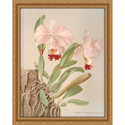 Cattleya Trianae (1885)