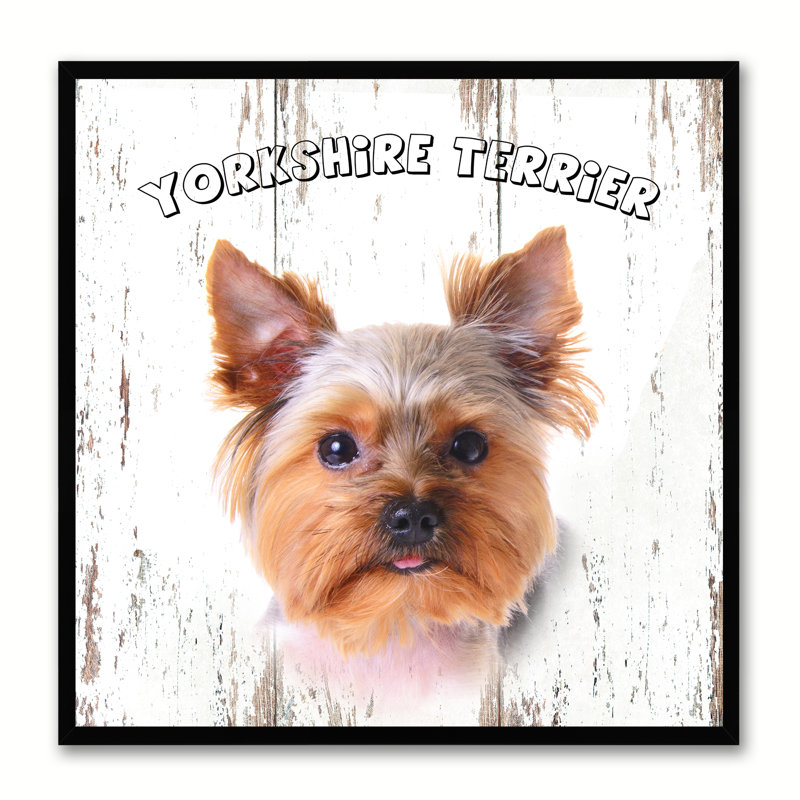 Yorkshire Terrier, reproduction sur toile, 30 x 30, H 30 po x l 30 po
