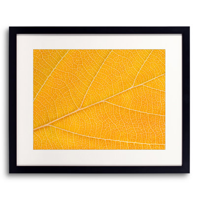 Autumn Leaf by Philippe Monthoux