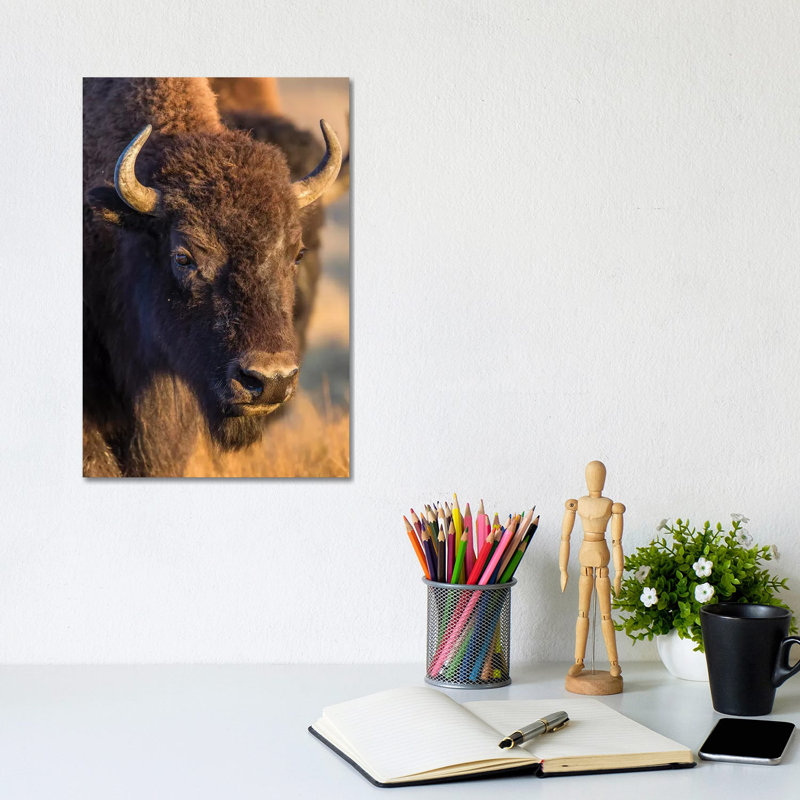 Usa, Wyoming, Yellowstone National Park, A Cow Bison. by Elizabeth Boehm - Wrapped Canvas Print, 20.32 cm H x 30.48 cm W