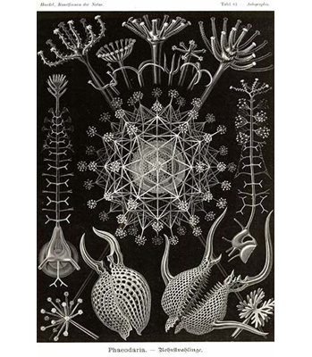 Radiolaires de phaeodaria-impression d’art graphique