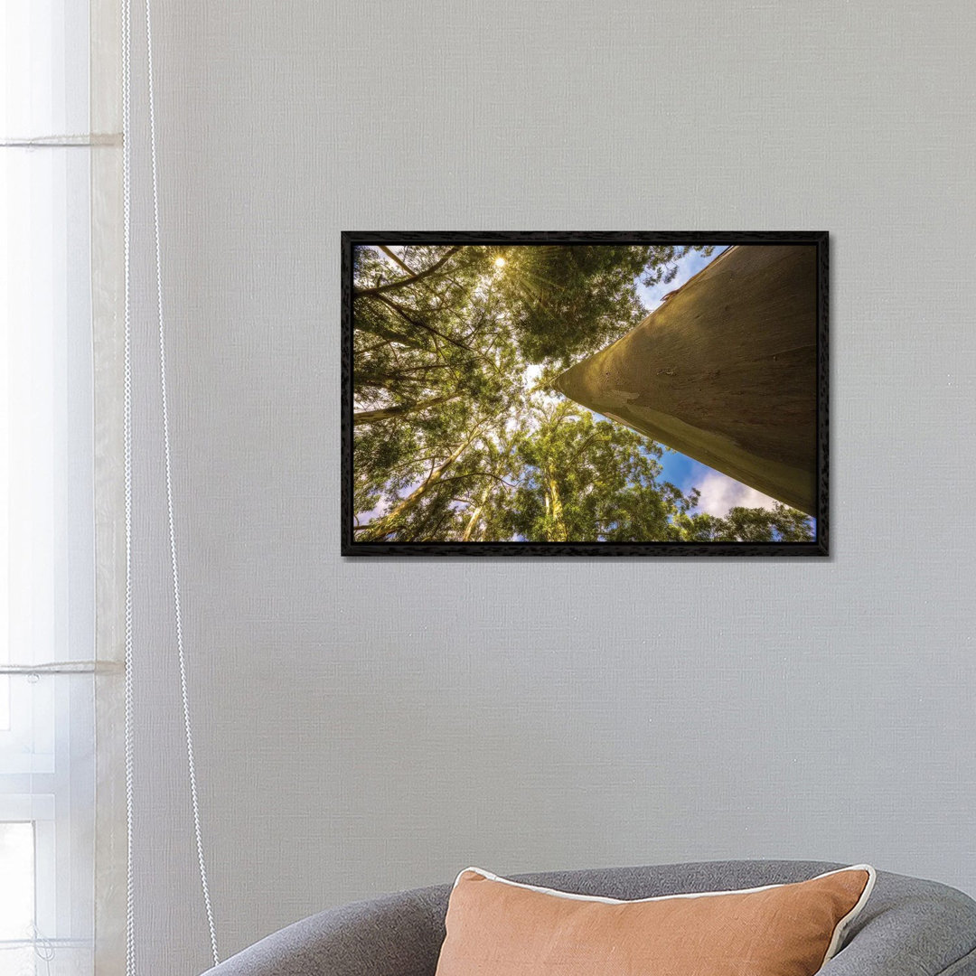 Magical Tree by Glauco Meneghelli - Gallery-Wrapped Canvas Giclée on Canvas
