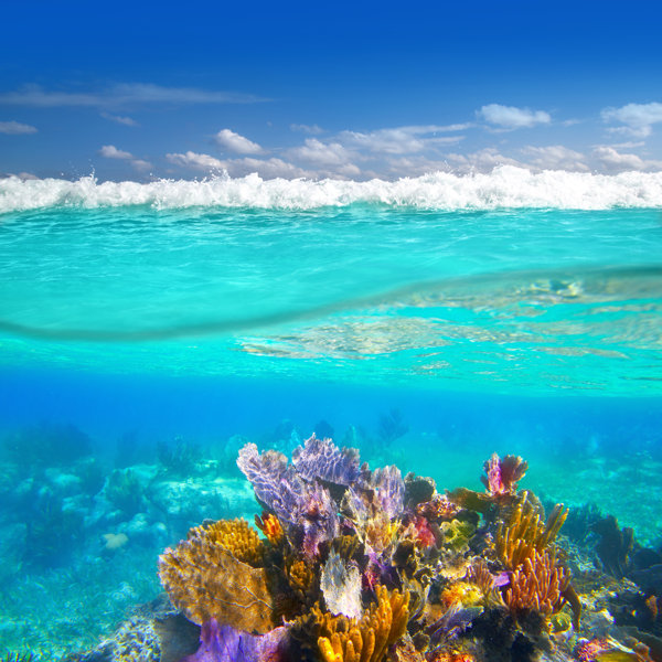 Highland Dunes Mayan Riviera Coral by Lunamarina - Wrapped Canvas ...
