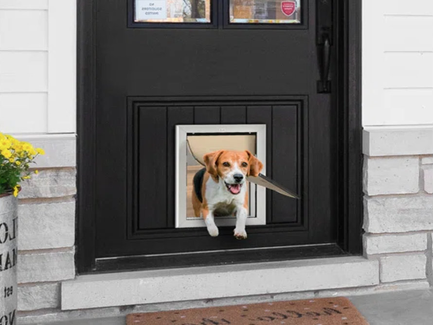 A beagle dog going through a dog door.