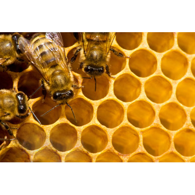 Bees on Honeycells - Photographie sur toile tendue