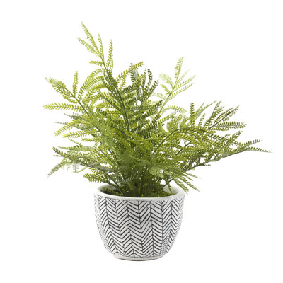 Mini Fern in Ceramic Planter