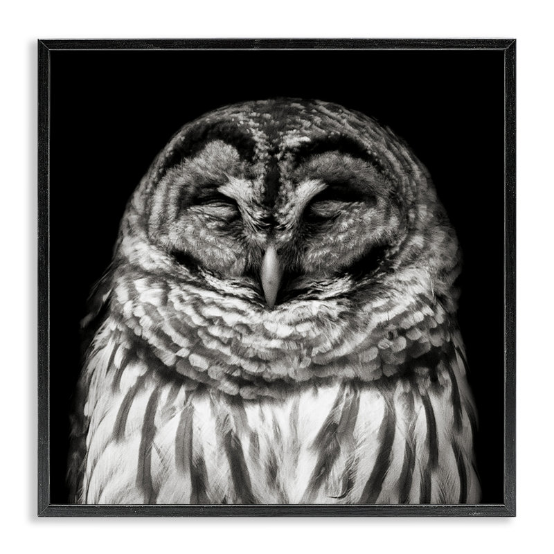 «Sleeping Owl», art de la giclée encadrée par Kathy Mansfield, H 12 po x l 12 po, Giclée encadrée noir minuit