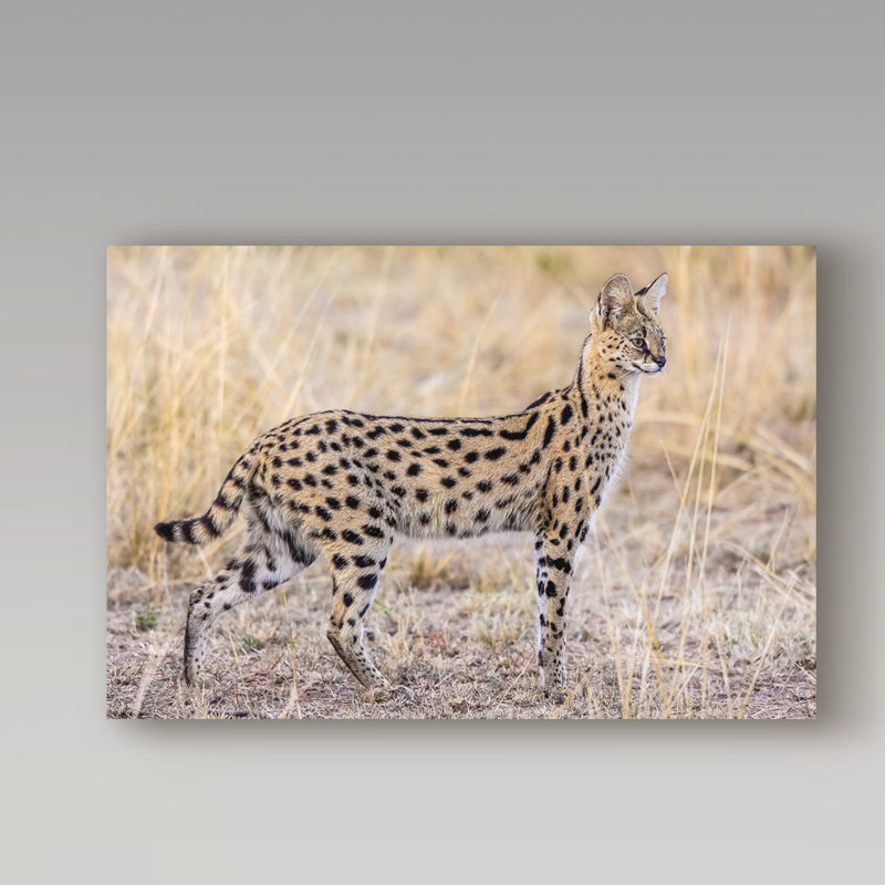 « servo-chasse », reproduction de photo sur toile tendue, H 16 po x l 24 po x P 2 po