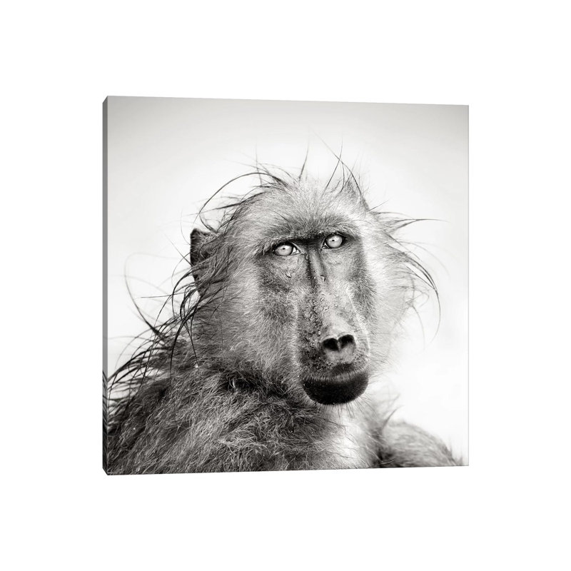 Wet Baboon Portrait by Johan Swanepoel - Print on Canvas, Wrapped Canvas, 45.72 cm H x 45.72 cm W x 3.175 cm D