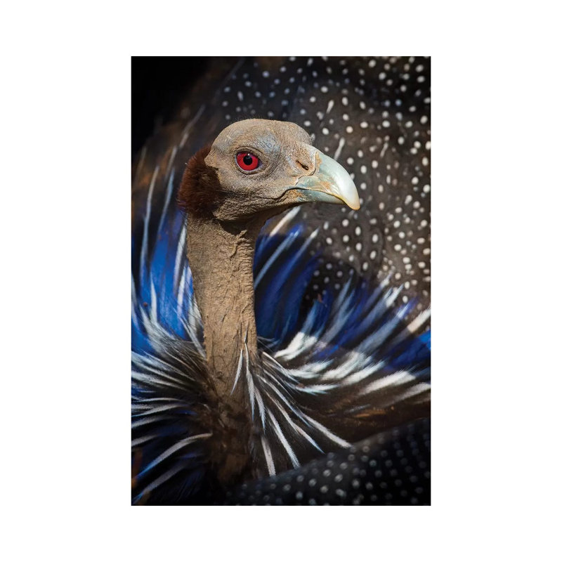 Vulturine Guineafowl Kenya - Wrapped Canvas Print, 20.32 cm H x 30.48 cm W