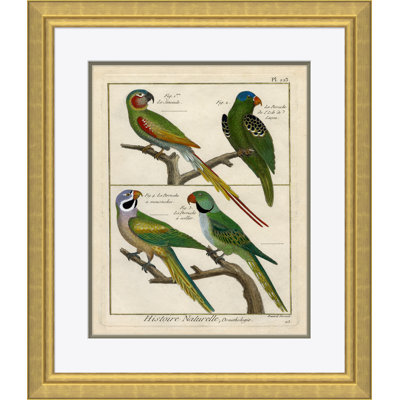 18th Century Parakeet Engravings Giclee Print by Soicher Marin Archives
