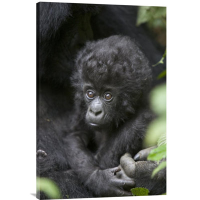 " Mountain Gorilla Three Month Old Infant " Print