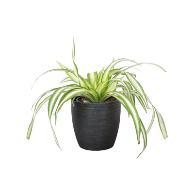Live Spider Plant in Classic Pot