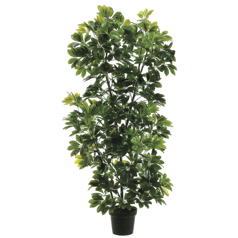 56'' Faux Schefflera Tree in Pot