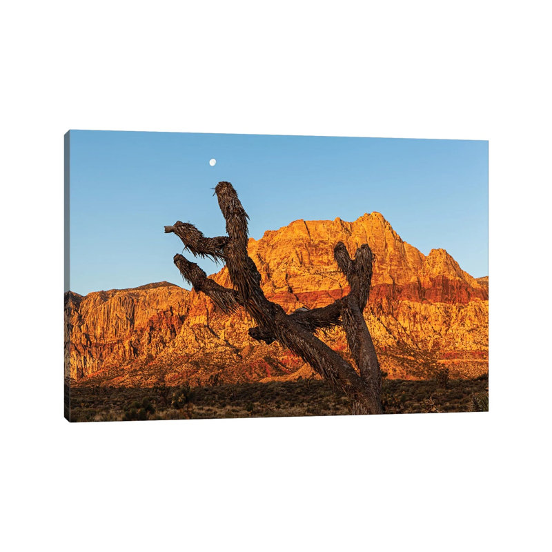 Old Joshua Tree In Red Rock Canyon by Susan Schmitz - Print on Canvas, 45.72cm H x 66.04cm W x 1.91cm D, Wrapped Canvas