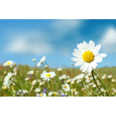 White Marguerite Flowers by Artush - Wrapped Canvas Print