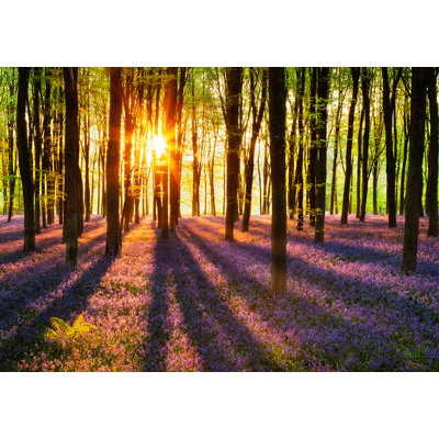 Woodland at Dawn 1.75m x 115cm Wall Mural