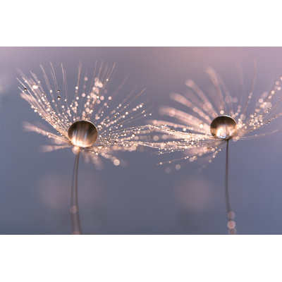 " Macro Of A Dandelion " by Yulia Gusterina