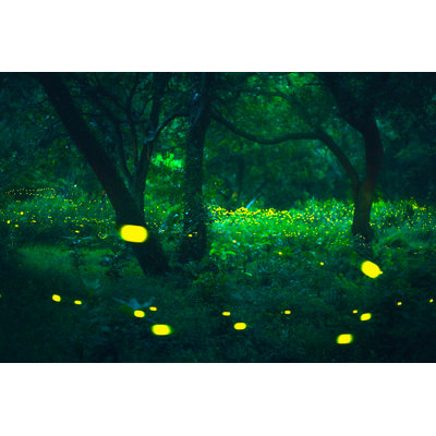 Pellegrin Firefly - Wrapped Canvas Print