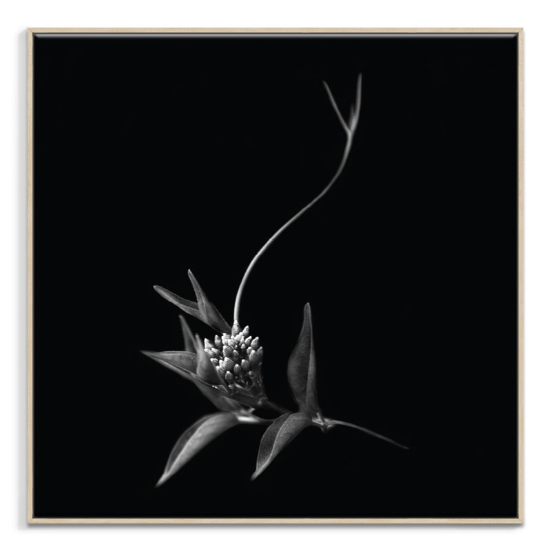 Print on Canvas, Timber, 102cm H x 102cm W
